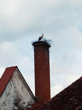 Po dolgem potovanju v domačem gnezdu