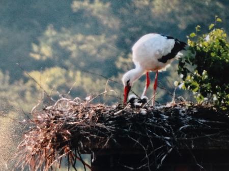 Lanski naraščaj - arhiv S. Prezlja