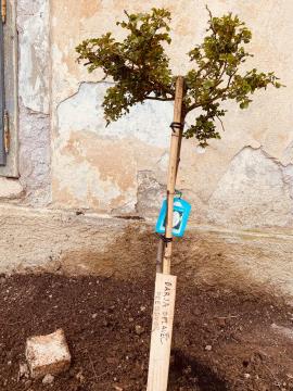 kraljevska vrtnica pred vhodom v graščino