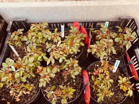 Z imeni posvojiteljev označene sadike vrtnic bodo posadili v maju