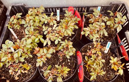 Z imeni posvojiteljev označene sadike vrtnic bodo posadili v maju