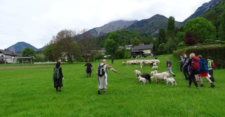 Ovce smo gnali na poletno pašo (maj 2021)