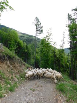 Ovce smo gnali na poletno pašo (maj 2021)