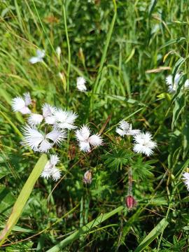 FB_IMG_1720597056195