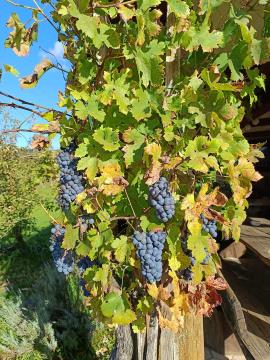 FB_IMG_1728468643111